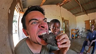 EATING THE INSECT COOKIE!!! (100% FLIES!!!)