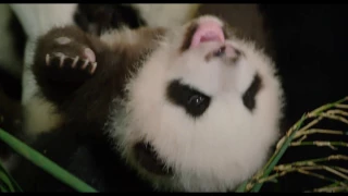 Disneynature Born in China - Clip: Ya Ya & Mei Mei