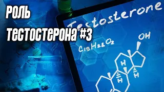 Значение тестостерона #3 - гипертрофия и рост мышц без тестостерона