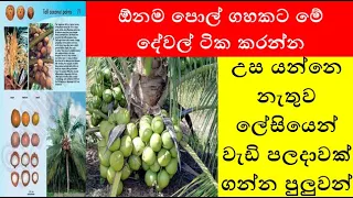 ඕනම පොල් ගහකට මේ දේවල් ටික කරොත් උස යන්නෙ නැතුව ලේසියෙන් වැඩි පලදාවක් ගන්න පුලුවන්