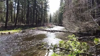 Metolius River flowing April 14, 2024