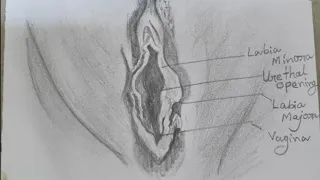 18+ vagina drawing pencil sketch