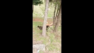 Dog fight with monitor lizard in uttrakhand