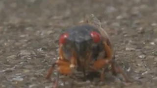 When will cicadas emerge in Chicago area?