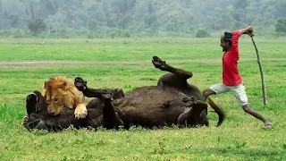 Lion attack buffalo in African forest | lion attack animal | lion attack video stories part 12