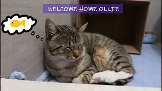 A Stray Cat Followed Me Home | Meet Ollie the Cat