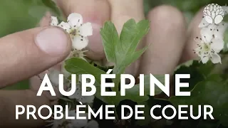 Aubépine, arbuste des problèmes de coeur et de stress