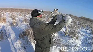 Охота на зайца в морозный день . Залег на месте жировки.