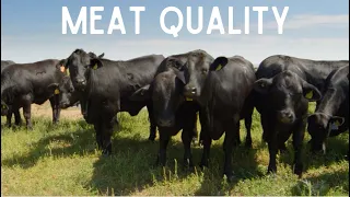 The Best Cows for Meat on the Homestead [Top 7 Beef Breeds!]