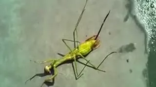 Parasite wriggles out of dead praying mantis