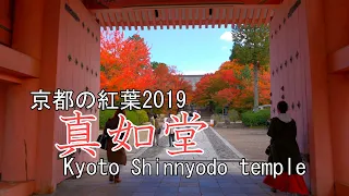 ［4K］京都の紅葉2019　真如堂　京都市　Autumn leaves in Kyoto Shinnyodo temple Kyoto Japan
