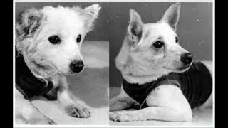 10 Amazing (and Heartbreaking) Stories of the Soviet Space Dogs