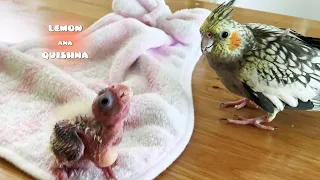 Christmas New Born Baby Pops up