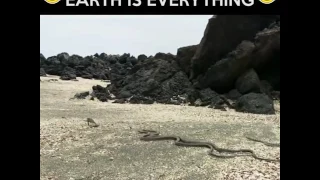 X-rated David Attenborough- IGUANA VS SNAKES