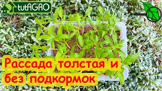 РАССАДА ТОЛСТЕЕТ и МАТЕРЕЕТ ПРЯМО НА ГЛАЗАХ! Без подкормок и примочек - рассада крепкая и сильная.