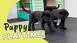 Cute Puppies in Training! | Guide Dogs Puppy Playtime