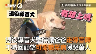 退役導盲犬堅持走導盲磚、不時回頭望　可愛職業病暖哭萬人｜領養｜安卡｜精選影片