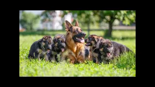 German shepherd mother and puppy || short ||