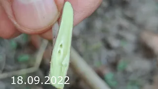 apple tree grafting in September result after a year