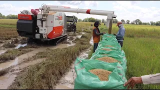 Best Rice Harvester Machine Skills Work | Kubota DC105x Cabin Harvesting | Agriculture In Cambodia