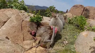 fighting baboons