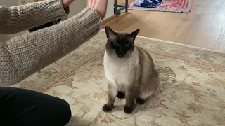 Siamese cat giving high 5