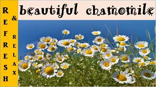 Beautiful chamomile Flower with music - Relax rejuvenate refresh renew