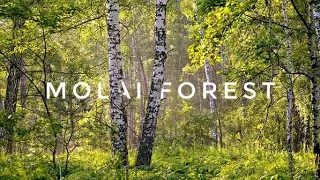 Way to Molai forest| Molai forest Part 1 |Padmashree Jadav Payeng