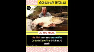 Goliath tigerfish|#shorts|#facts|#shortsfeed