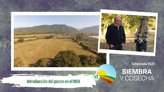 SIEMBRA Y COSECHA TV: Introducción del pecan en el NOA