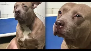 Sad Pit Bull filmed ‘Crying’ at shelter after being used for breeding then  | Daily Viral Stories