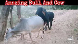 Bull checking the heat of a cow//Village Cow And Desi Bull
