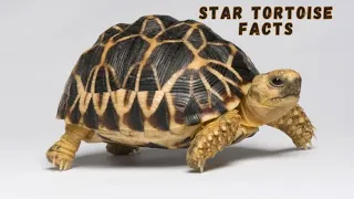 "Star Tortoise Species Spotlight: Amazing Facts You Need to Know"