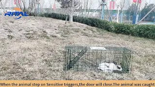 Animal trap cage