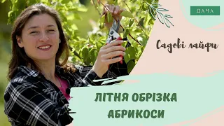 Літня обрізка абрикоси. Як Отримати Щедрий Урожай Абрикосів?