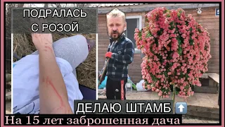 Новые РАСТЕНИЯ для Сада | делаю РОЗУ НА ШТАМБЕ своими руками | дачный Vlog | rose