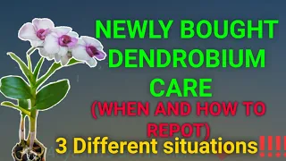 How to care for new orchids (Dendrobiums) when and how to pot.  3 Different situations