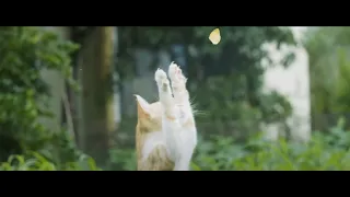 A David Attenborough Parody With Kittens!