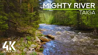 Taiga River in 4K - White Noise of the Mighty Mountain Forest River Flow with Birds Chirping