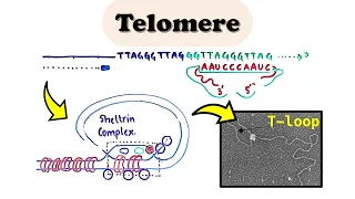 Telomere DNA Replication - Chromosome end replication problem in eukaryotes