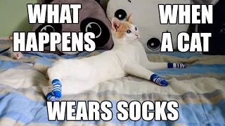 What Happens When A Cat Wears Socks