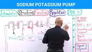 Sodium Potassium Pump ( Na⁺ / K⁺ - ATPase )