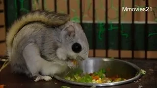 エゾモモンガの伸び〜っ~Russian flying squirrel