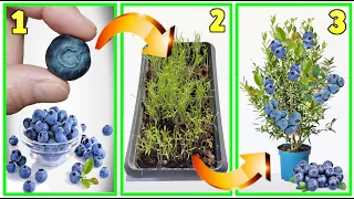 SUPER TRICK, GROW BLUEBERRIES IN 7 DAYS from the seeds of the fruit at no cost how to grow BLUEBERRY