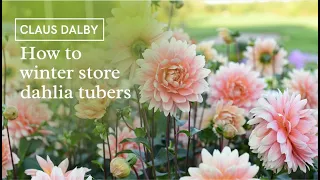 How to store dahlia tubers