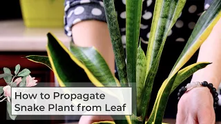 How to Propagate Snake Plant from Leaf