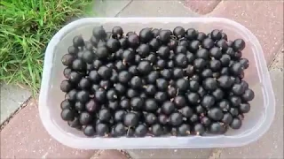 Огород - урожай смородины, первые томаты, декоративный перец / Garden 2018 16