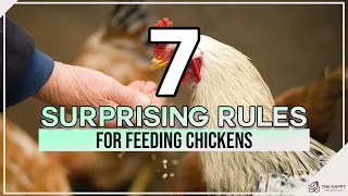 7 Surprising Rules for Feeding Chickens