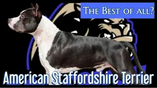 Der American Staffordshire Terrier - Dieser Hund sollte zu den besten zählen