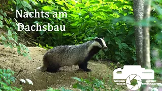 Nachts am Dachsbau, Tierfilm Tierdoku Naturfilm Tierkinder Europäischer Dachs Dachsjunge Meles meles